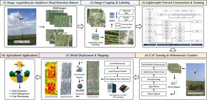 From UAV imagery to mapping: Detecting sunflower heads in fields using a novel lightweight deep learning network