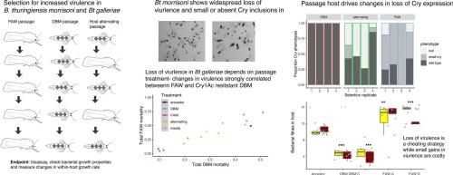 Bacterial genotype and infection host shape the potential for cheating and evolution of virulence during passage in Bacillus thuringiensis