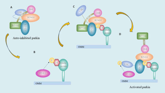 Role of mitophagy in spinal cord ischemia-reperfusion injury.