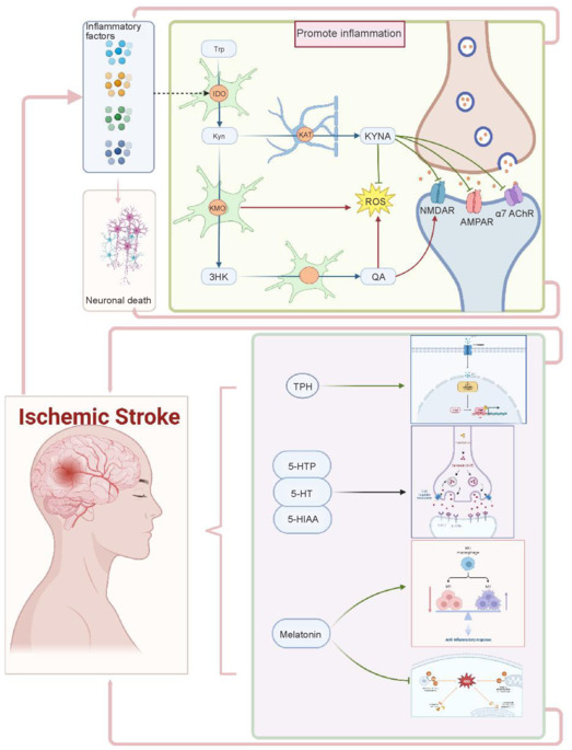 Tryptophan metabolism and ischemic stroke: An intricate balance.