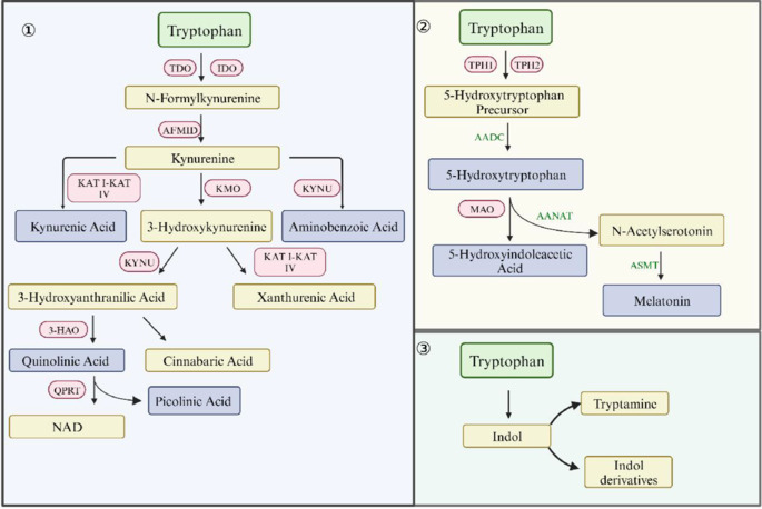 Tryptophan metabolism and ischemic stroke: An intricate balance.