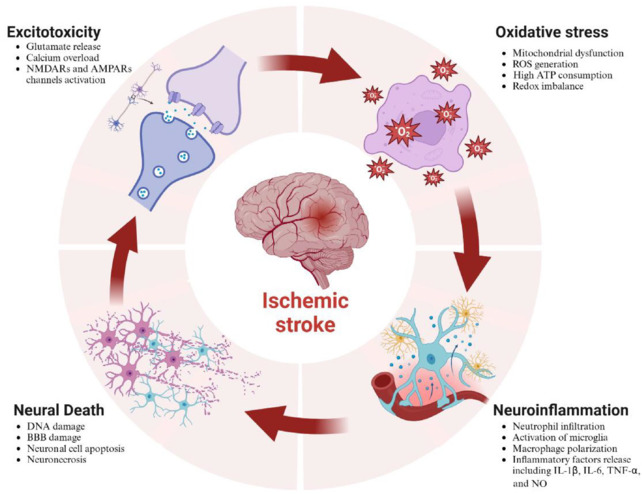 Tryptophan metabolism and ischemic stroke: An intricate balance.
