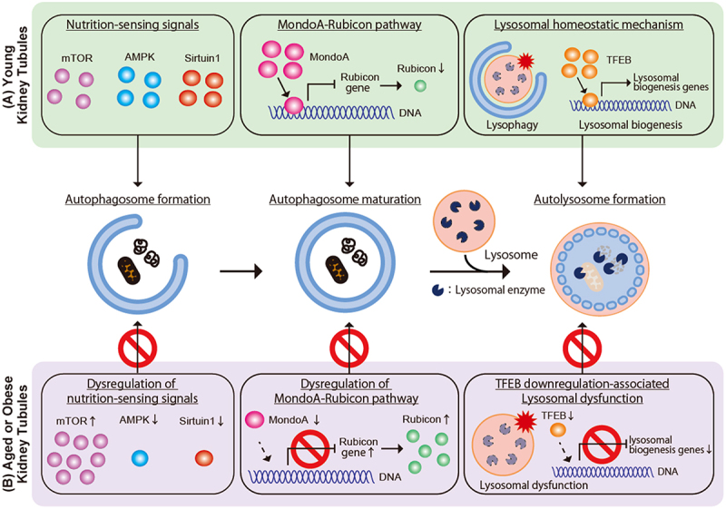 Autophagy in kidney physiology: from cellular quality control to organ metabolism.