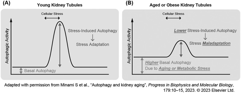 Autophagy in kidney physiology: from cellular quality control to organ metabolism.