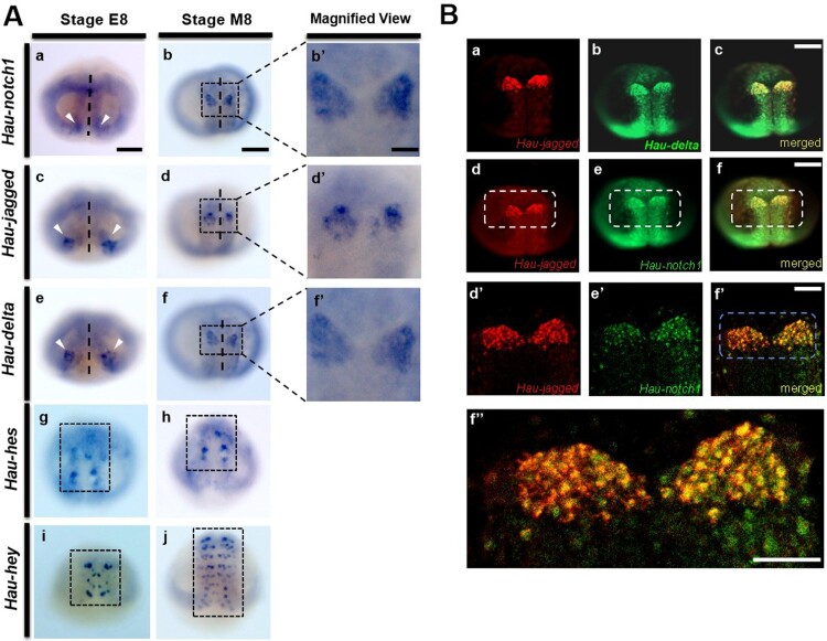 Notch signaling in leech neurogenesis: expression patterns and functional insights in the Glossiphoniid leech <i>Helobdella austinensis</i>.