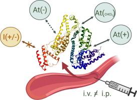 Spontaneous association of different forms of non-conjugated astatine-211 to serum albumin