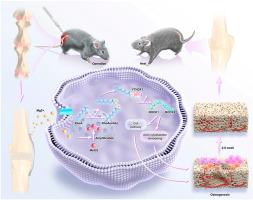 Magnesium ions facilitate osteogenic differentiation and intervertebral fusion via m6A methylation of RhoA mRNA