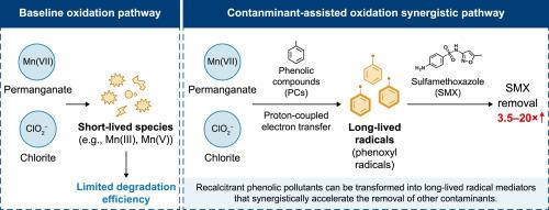Phenolic contaminants generate persistent phenoxyl radicals to accelerate antibiotic degradation