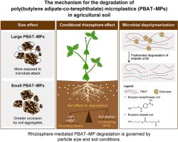 Rhizosphere accelerates breakdown of large biodegradable microplastics in soil