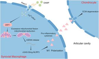 Targeted knockdown of Piezo1 in synovial macrophages attenuates osteoarthritis development