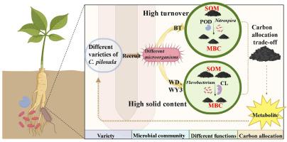 Functional divergence in the rhizosphere microbiome of Codonopsis pilosula drives a soil carbon allocation trade-off