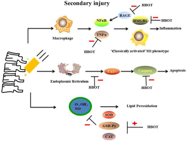 Application of hyperbaric oxygen therapy in the treatment of spinal cord injury: insights from preclinical to clinical evidence.