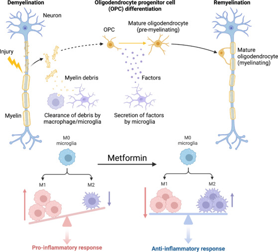 Metformin remodels the myelin landscape.
