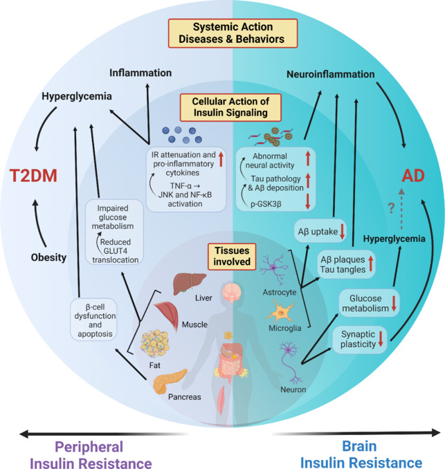 Dysregulated insulin signaling and inflammation contribute to the pathogenesis of Alzheimer's disease: From animal models to human cells.