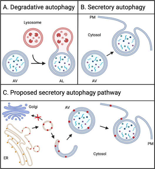 Secretory autophagy in neurons: More than throwing out the trash?