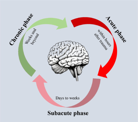 Traumatic brain injury: Bridging pathophysiological insights and precision treatment strategies.