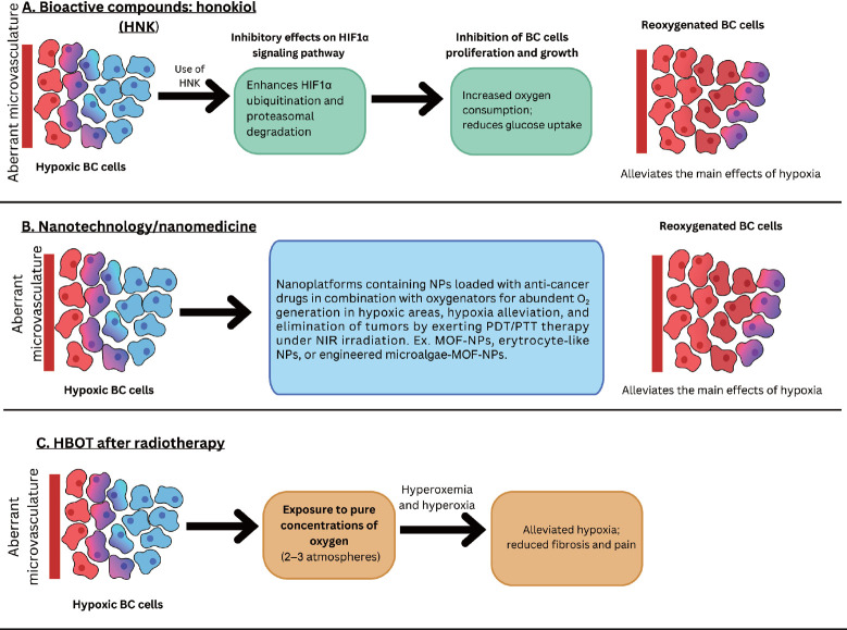 Roles of oxygen in the tumorigenesis, progression, and treatment of breast cancer.
