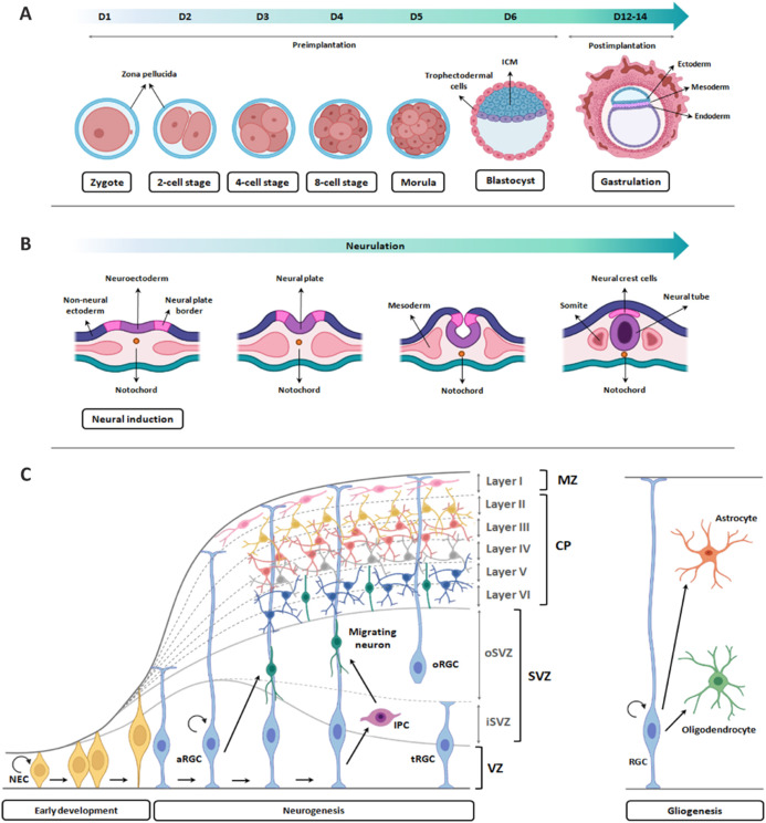 Human cerebral organoids: Complex, versatile, and human-relevant models of neural development and brain diseases.