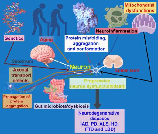 Potential common pathogenesis of several neurodegenerative diseases.
