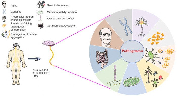 Potential common pathogenesis of several neurodegenerative diseases.