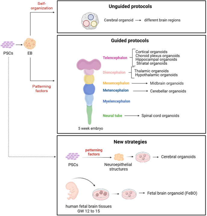 Human cerebral organoids: Complex, versatile, and human-relevant models of neural development and brain diseases.