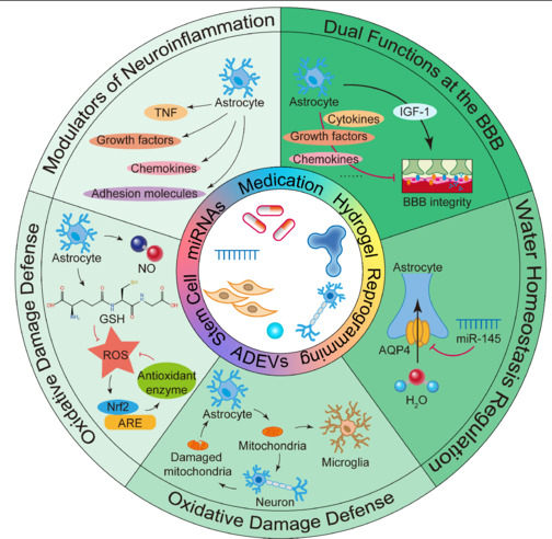 Astrocytes: Therapeutic targets for stroke.