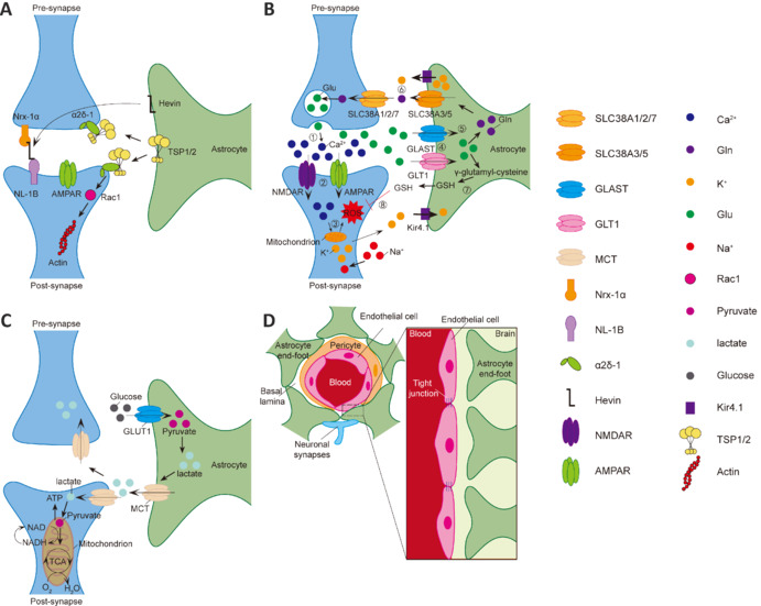 Astrocytes: Therapeutic targets for stroke.