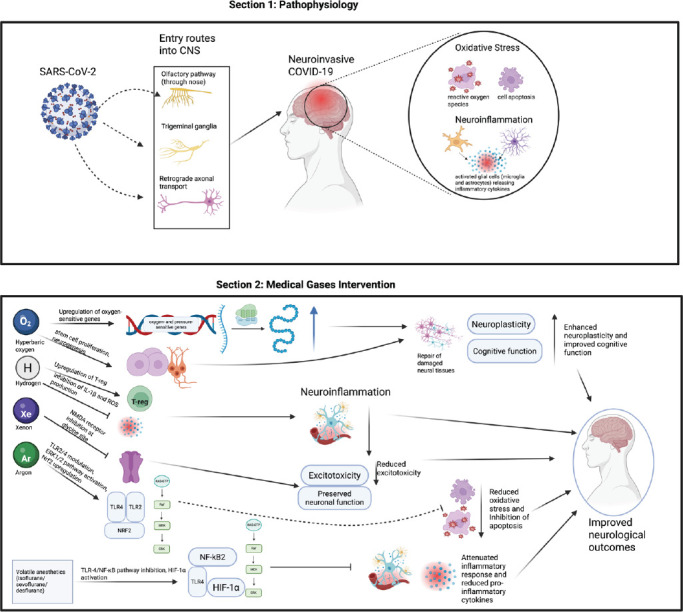 Neuroprotection of medical gases: a potential effect on treating cognitive impairments in neurological symptoms of long-COVID.