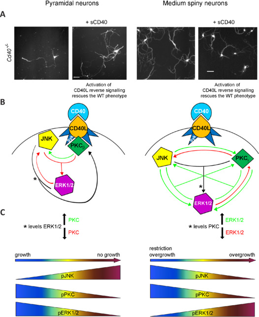 Regulation of dendrite and axon growth and arborization by CD40L-reverse signaling: Interrelationships among JNK, PKC, and ERK1/2 signaling pathways.