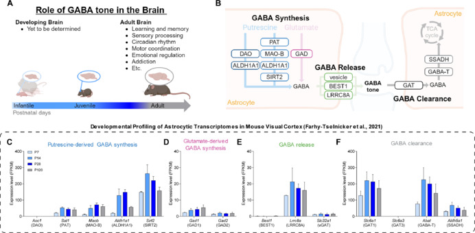 Potential role of astrocyte on gamma-aminobutyric acid tone regulation during developmental period.