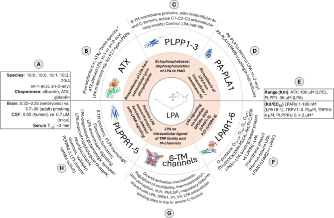 Lysophosphatidic acid signaling: Transmembrane modulators in the central nervous system.