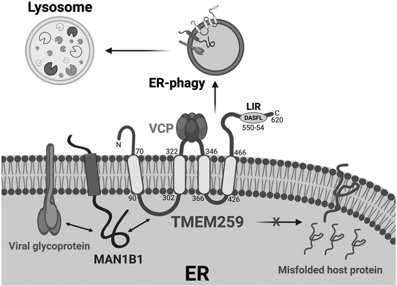 TMEM259/MEMBRALIN is a non-canonical ER-phagy receptor that associates with MAN1B1 and VCP to eliminate viral glycoproteins.