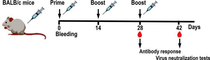 Immunogenicity of SARS-CoV-2 vaccine prototype based on virus-like particles of hepatitis B core antigen from genotype G and interleukin 12 expressing Semliki Forest virus as a genetic adjuvant.