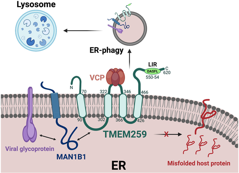 TMEM259/MEMBRALIN is a non-canonical ER-phagy receptor that associates with MAN1B1 and VCP to eliminate viral glycoproteins.