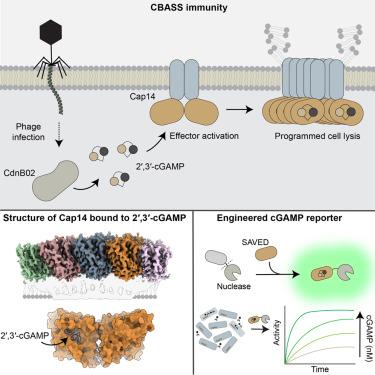 Bacterial 2′,3′-cGAMP activates a SAVED effector to form membrane-disrupting filaments and restrict phage replication