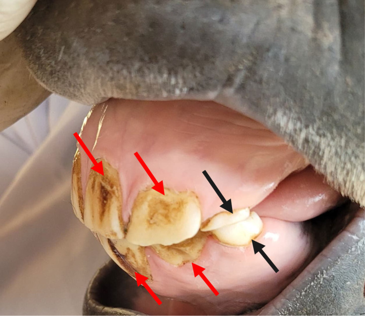 Comparative study of dental age estimation methods against known chronological age in Nigerian local horses.