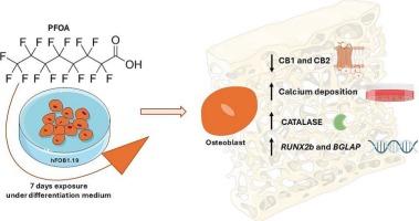 PFOA effects on osteoblast differentiation: Involvement of oxidative stress and endocannabinoid receptors