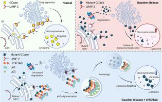 Targeted delivery of glucocerebrosidase to lysosomes: The LYSOTAC (LYSOsome-TArgeting Chimera) technology
