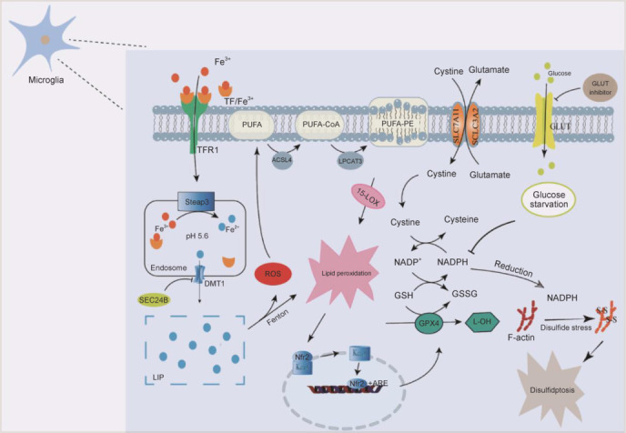 Potential targets of microglia in the treatment of neurodegenerative diseases: Mechanism and therapeutic implications.