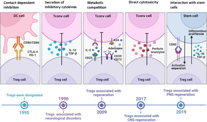 Regulatory T cells in neurological disorders and tissue regeneration: Mechanisms of action and therapeutic potentials.