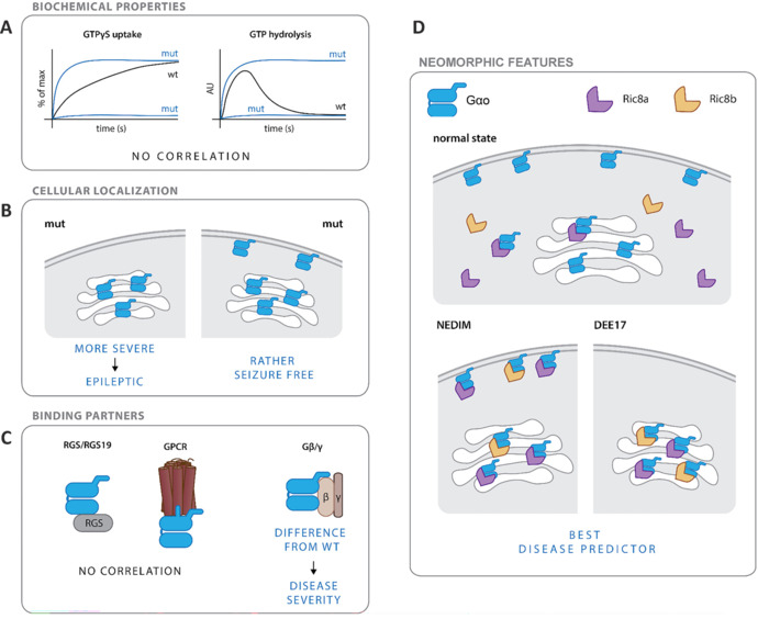 Molecular biomarkers in GNAO1 encephalopathies.