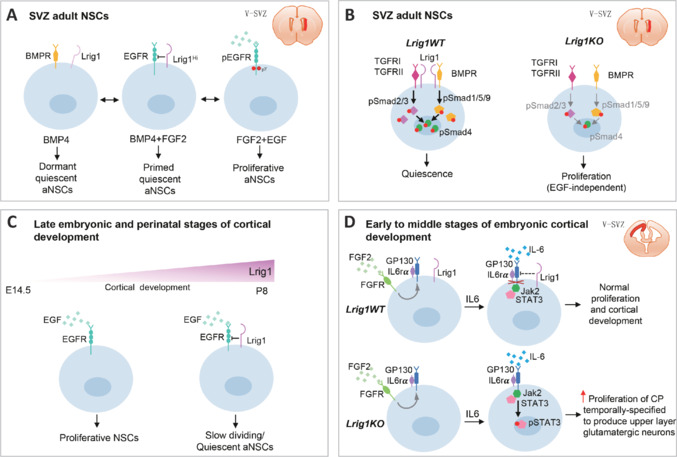 New insights into the homeostatic role of Lrig1 in different neurogenic niches: Implications for neuronal regeneration.