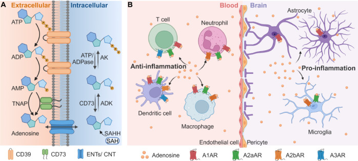 Adenosine: A key player in neuroinflammation.