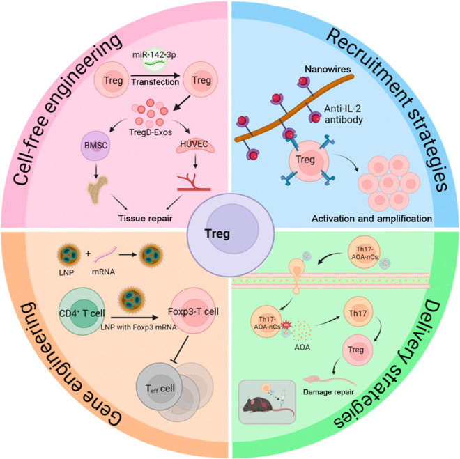 Regulatory T cells in neurological disorders and tissue regeneration: Mechanisms of action and therapeutic potentials.