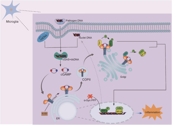 Potential targets of microglia in the treatment of neurodegenerative diseases: Mechanism and therapeutic implications.