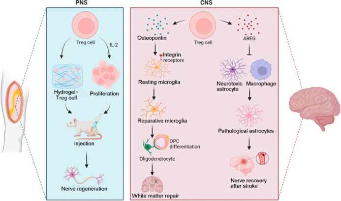 Regulatory T cells in neurological disorders and tissue regeneration: Mechanisms of action and therapeutic potentials.