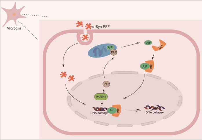 Potential targets of microglia in the treatment of neurodegenerative diseases: Mechanism and therapeutic implications.