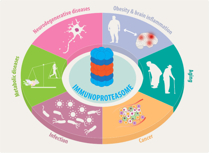 Immunoproteasome as a therapeutic target in obesity-related brain inflammation and metabolic disorders.