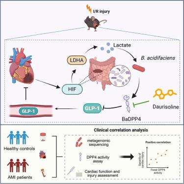 Bacteroides acidifaciens exacerbates cardiac ischemia/reperfusion injury via the microbial-host isozyme DPP4