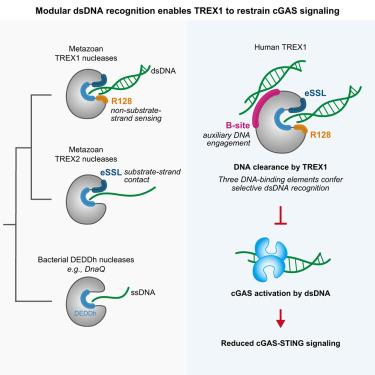 Modular double-stranded DNA recognition defines specificity of the exonuclease TREX1 in cGAS-STING control